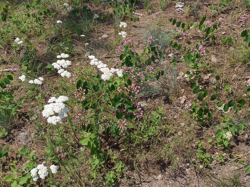 White yarrow and other June wildflowers on Tubbs Hill.