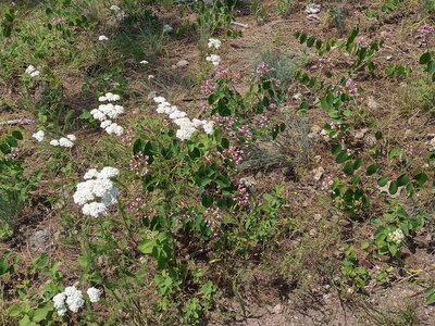 White yarrow and other June wildflowers on Tubbs Hill.