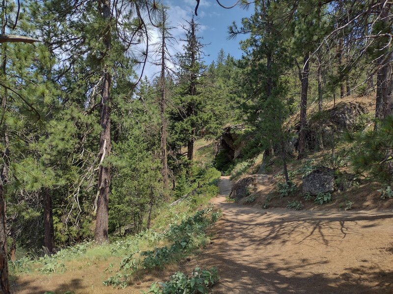 Tubbs Hill Main Trail loops around Tubbs Hill on steep hillsides, in the rugged sunlit forest.