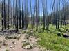 Cameron Lake trail on the west side, seeing the scorched ground and the recovery after 3 years.