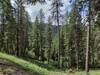 Views of surrounding rugged, conifer forested hills from Mineral Ridge National Recreation Trail.