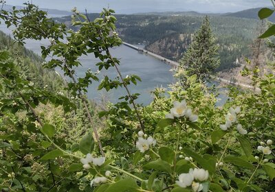 Beautiful syringa flowers, Idaho state flowers, with Wolf Lodge Bay, an east arm of Lake Coeur d'Alene, below, viewed high on Mineral Ridge.