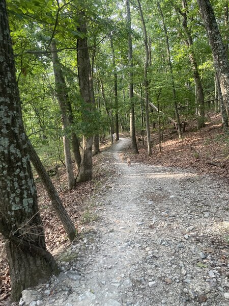 Singletrack with the dogs.