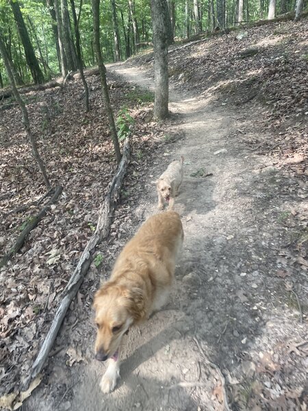 Dogs finally slowing down a little on the trail.