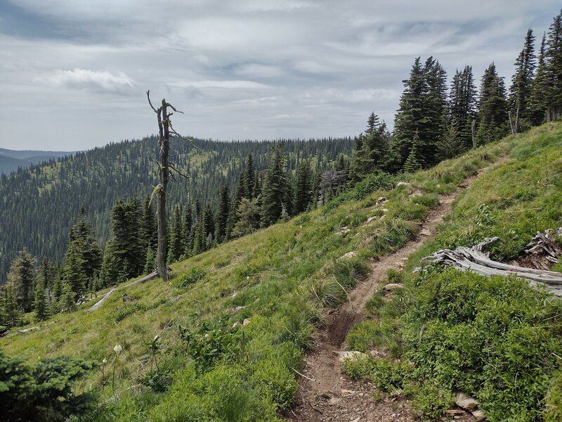 Nearby conifer forested hills seen from Watershed Crest Trail.