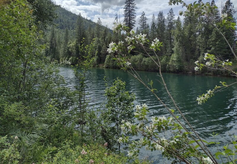 Looking downstream along the beautiful Coeur d'Alene River at River Bend wayside, mile 38.5 along Trail of the Coeur d'Alenes.  The flowers in the foreground are syringas, the Idaho state flower.