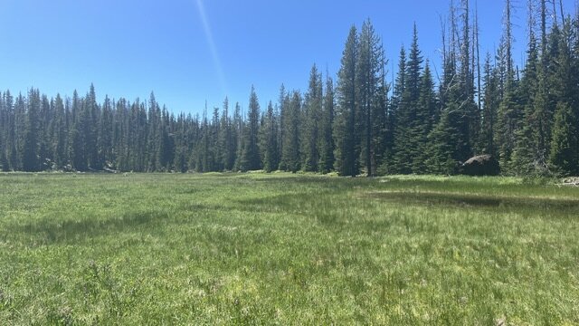 Stunning meadow full of wildflowers near the junction with Santiam Lake trail.