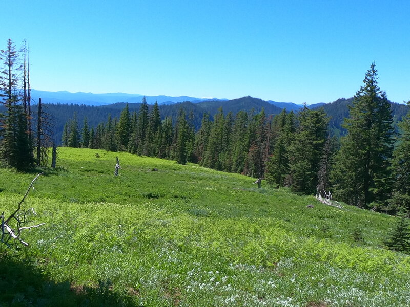 Meadow along Gate Creek trail with Diamond Peak in distant background (7/3/23).