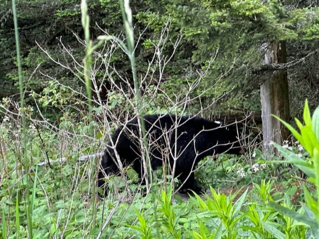 Bears are a common sight in the Smokies, always practice good common sense on the trails.