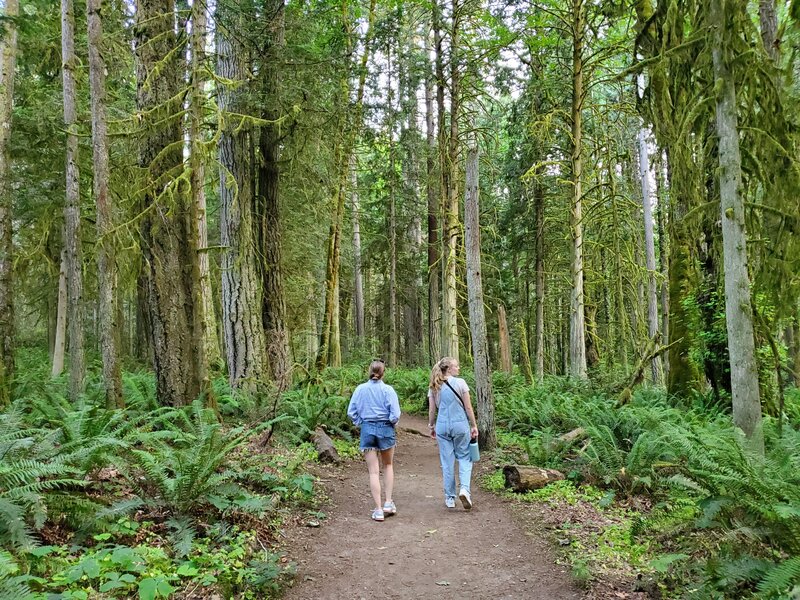 Enjoying a quiet walk in the Grand Forest.