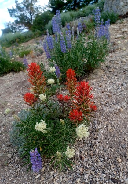 July wildflowers