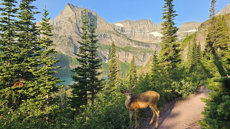 Grinnell Glacier Trail