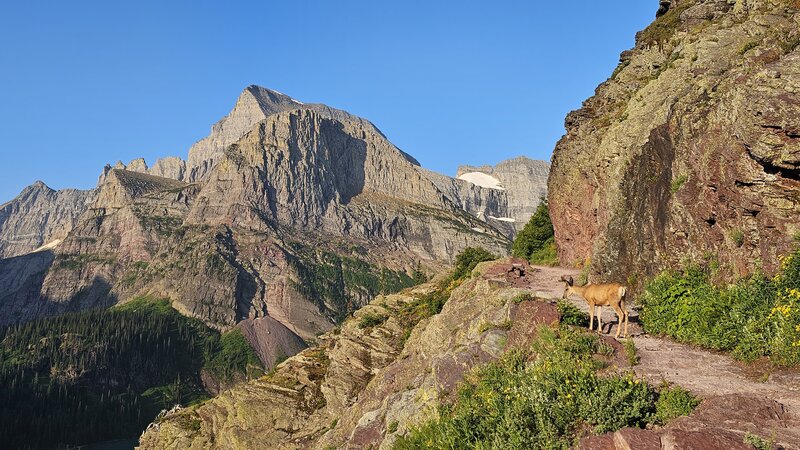 Grinnell Glacier Trail