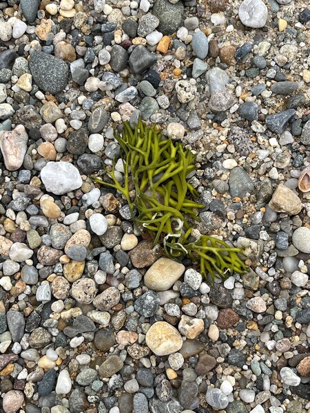 Seaweed on Cape Cod Bay stone beach (Great Island trail).