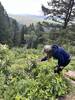 Identifying flowers at the Scenic Overlook ( Hidden Vista)