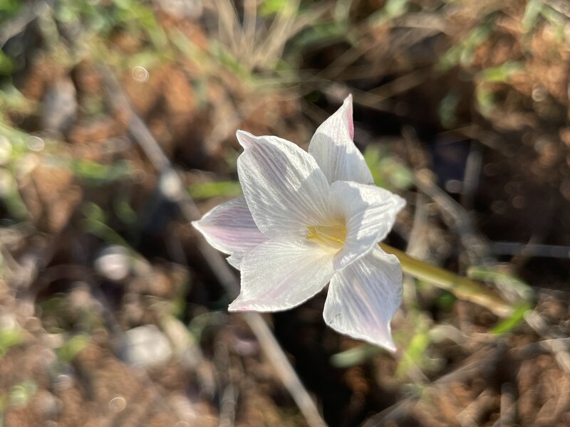 Drummond's Rain Lily (Cooperia drummondii)