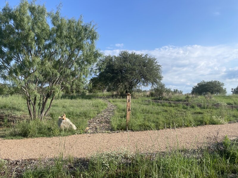 A foot path on Live Oak Loop.