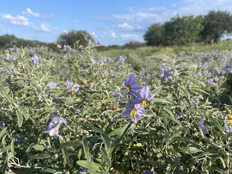 Silverleaf Nightshade (Solanum elaeagnifolium)