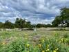 Wildlife Watering Station and Brush Pile