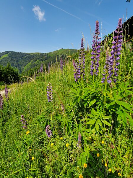 Lupine near the top of the chairlift.