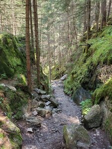 Descent trail through dense woods.
