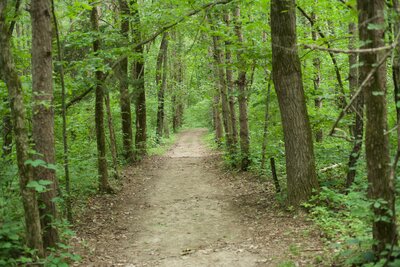 The trail weaves it way through the woods under a canopy of leaves that provide shade for your hike.