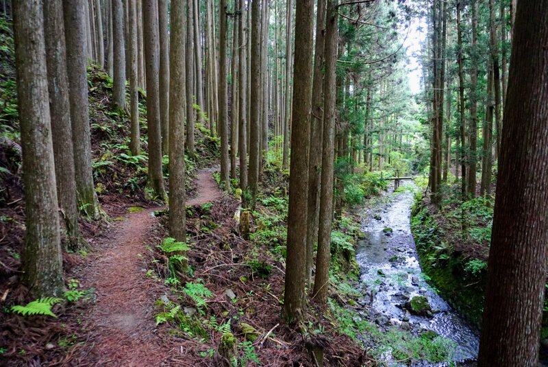 The trail holding just above the stream.