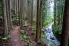 The trail holding just above the stream.