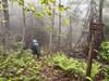 Southern end of Little Mare Mountain Trail, where it meets Brushy Ridge Trail.  This small section is seldom hiked, never biked, as a better route via the Nature Conservancy land exists.