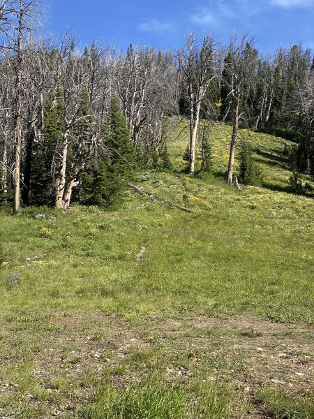 At the saddle looking toward the singletrack leading up the flank of Mount Leidy.