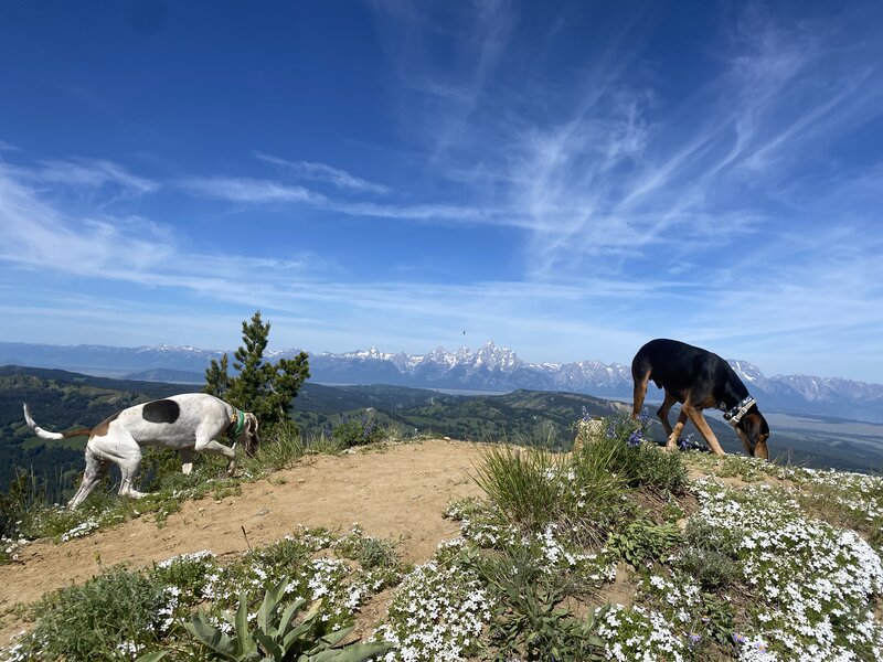 Happy pups at the true summit of Mount Leidy.