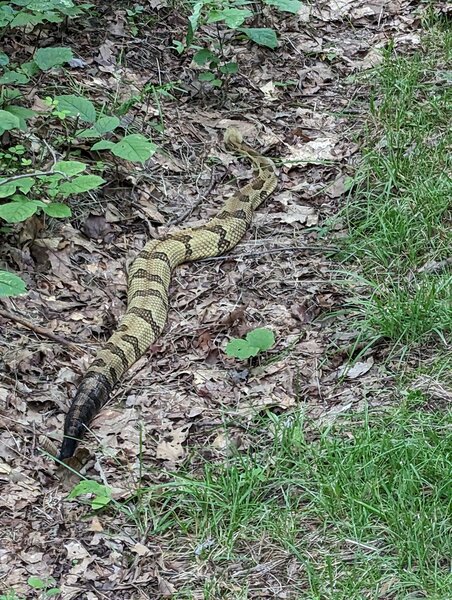 Timber Rattler along the trail.