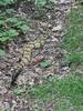 Timber Rattler along the trail.