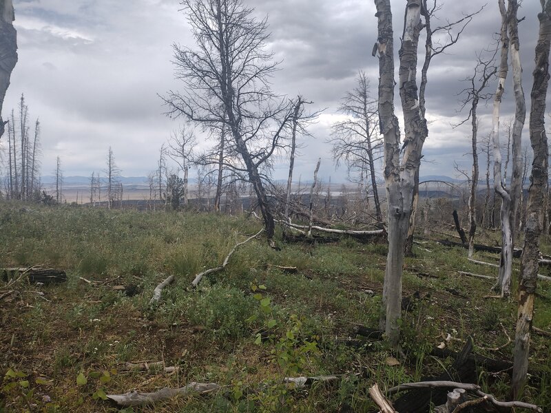 Burn area regrowing along the Salt Creek trail, Buffalo Peaks Wilderness Area.