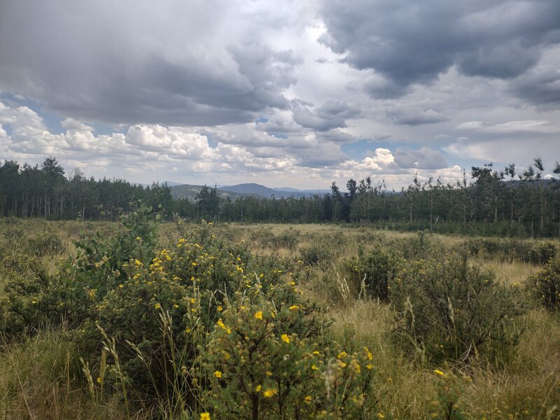 Wildflowers in late July along the Salt Creek Trail.