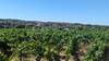 Vineyards outside of Cournonsec