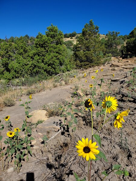 August sunflowers along the Smelter Mountain Trail.