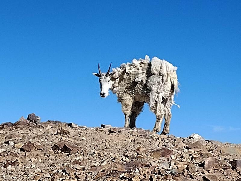 Mountain goat on Red Cone Peak.