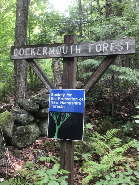 Cockermouth Forest