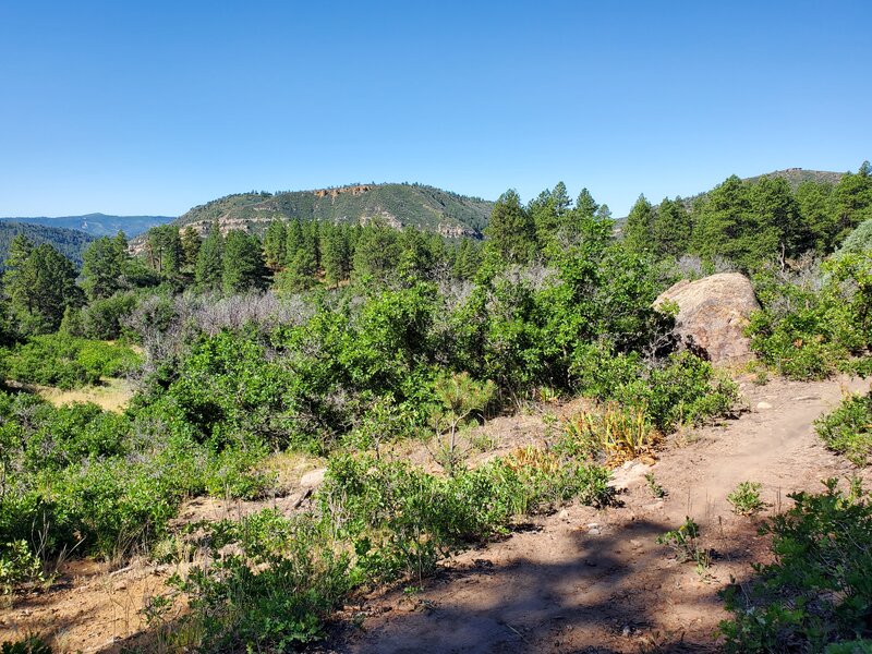 Typical vegetation along the Cliffrock Loop Trail