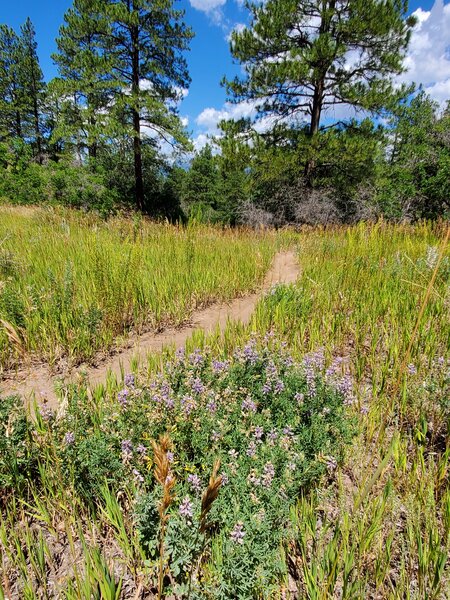 Pretty meadow with mini-lupine and other wildflowers