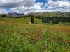 Wildflowers in early August