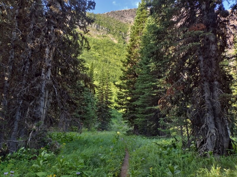 Small meadow in the beautiful fir forest on the way to Lost Lake. Walls capped by the Great Divide are seen ahead.