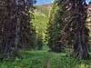 Small meadow in the beautiful fir forest on the way to Lost Lake. Walls capped by the Great Divide are seen ahead.