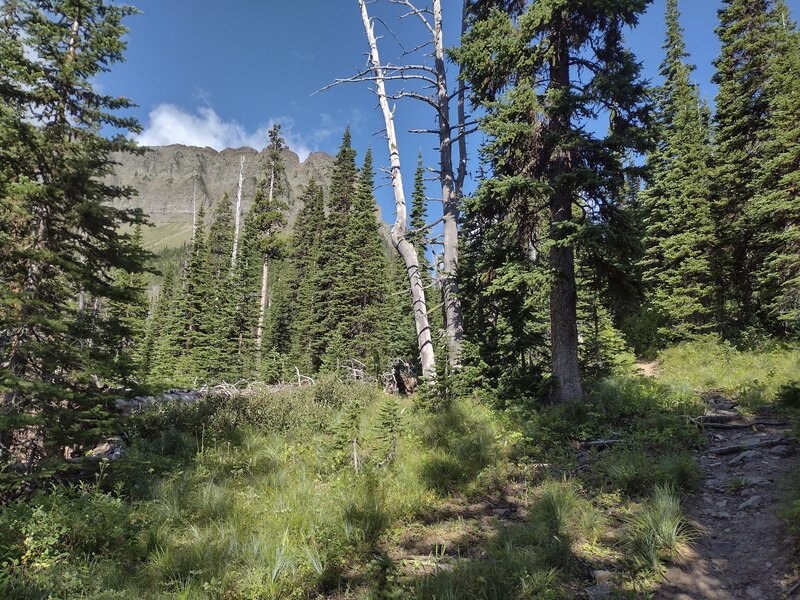 Spires of the Great Divide appear through a break in the fir forest on the way to the Castle River watershed divide.