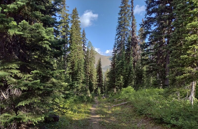 Looking west into the Castle River watershed area, on the forested ridge top near the boundary of Waterton Lakes National Park.