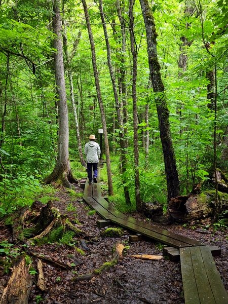 On the trail to Kawishiwi Falls.