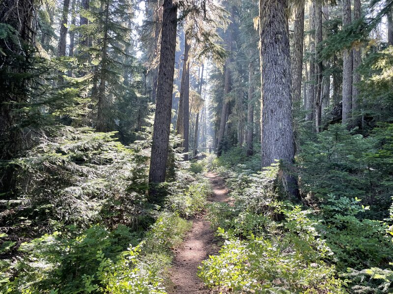 Lush section along six lakes trail.