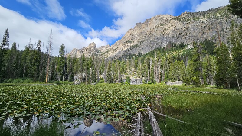 Lily Pond