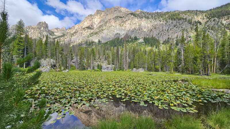 Lily Pond